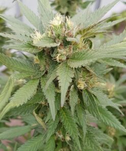 Exotic Witch Regular Royal Queen Seeds