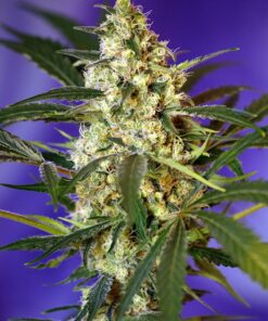 Fast Bud #2 Auto Sweet Seeds