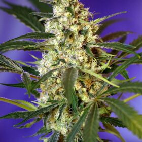Fast Bud #2 Auto Sweet Seeds