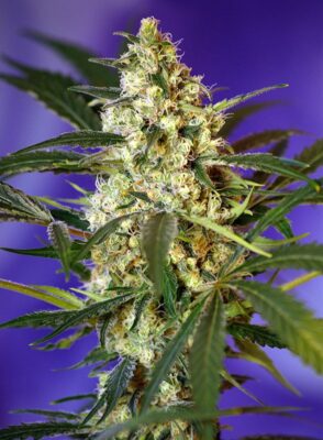 Fast Bud #2 Auto Sweet Seeds