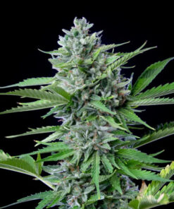 Fast Eddy CBD Auto Royal Queen Seeds