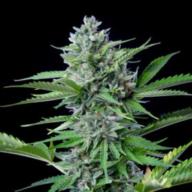 Fast Eddy CBD Auto Royal Queen Seeds