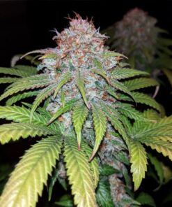 Fat Banana Royal Queen Seeds