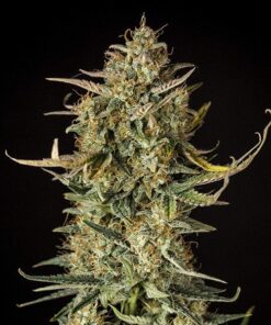 Fat Banana Auto Royal Queen Seeds