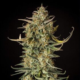 Fat Banana Auto Royal Queen Seeds