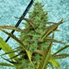 Pete's Cookies Auto SuperSativaSeedClub
