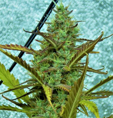 Pete's Cookies Auto SuperSativaSeedClub
