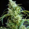 Flash Back #2 Sweet Seeds