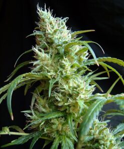 Flash Back #2 Sweet Seeds