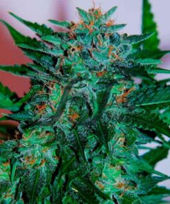 Flash Babylon Auto SamsaraSeeds