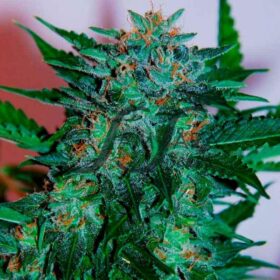 Flash Babylon Auto SamsaraSeeds