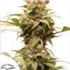 Force CBG Auto Dutch Passion Seeds