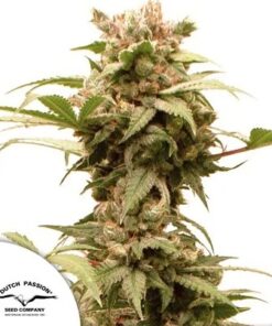Force CBG Auto Dutch Passion Seeds