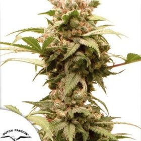 Force CBG Auto Dutch Passion Seeds
