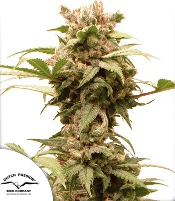 Force CBG Auto Dutch Passion Seeds