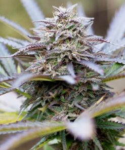 Forest Dream Dutch Passion Seeds