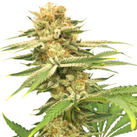 Friesland regular SuperSativaSeedClub