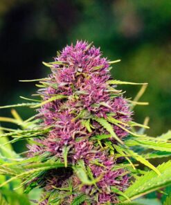 Frisian Dew Dutch Passion Seeds