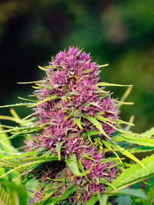 Frisian Dew Dutch Passion Seeds