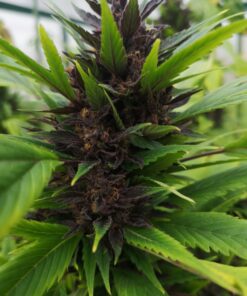 Frisian Duck Dutch Passion Seeds