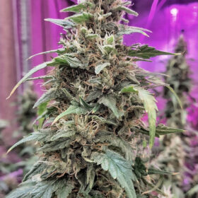 Frosty Friday regular SuperSativaSeedClub