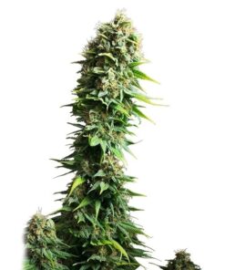 Fruit Spirit Royal Queen Seeds