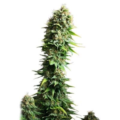Fruit Spirit Royal Queen Seeds