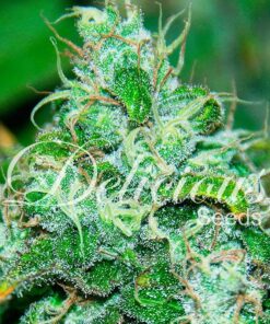 Fruity Chronic Juice Delicious Seeds