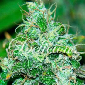 Fruity Chronic Juice Delicious Seeds