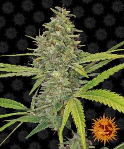 G13 Haze Barneys Farm Seeds