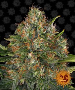 G13 Haze Regular Barneys Farm Seeds