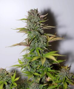 G14 Auto — изображение 2