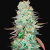G14 Auto Fast Buds Seeds