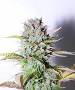 G14 Auto — изображение 3