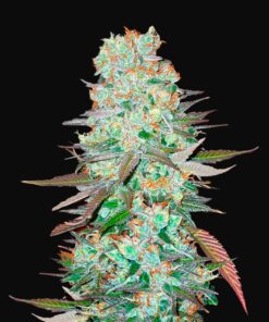 G14 Auto Fast Buds Seeds