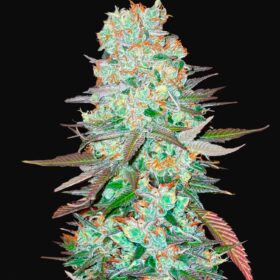 G14 Auto Fast Buds Seeds