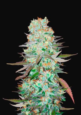 G14 Auto Fast Buds Seeds