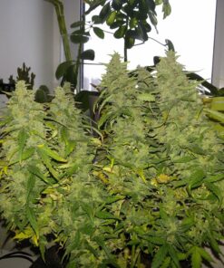 G14 Auto — изображение 4