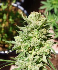 G14 Auto — изображение 5