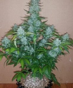 G14 Auto — изображение 6