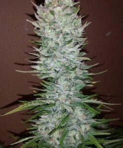 G14 Auto — изображение 7