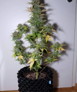 G14 Auto — изображение 8