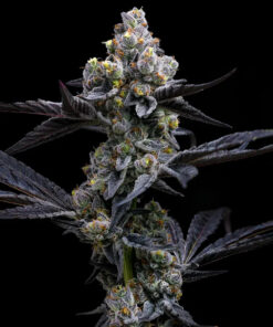 Garlic Cookies Barneys Farm Seeds