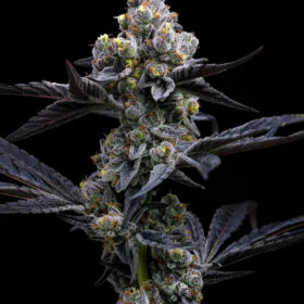 Garlic Cookies Barneys Farm Seeds