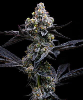 Garlic Cookies Barneys Farm Seeds