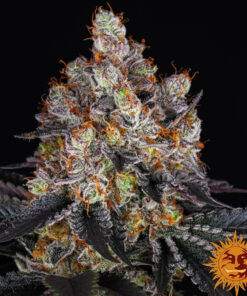 Gelato — изображение 2