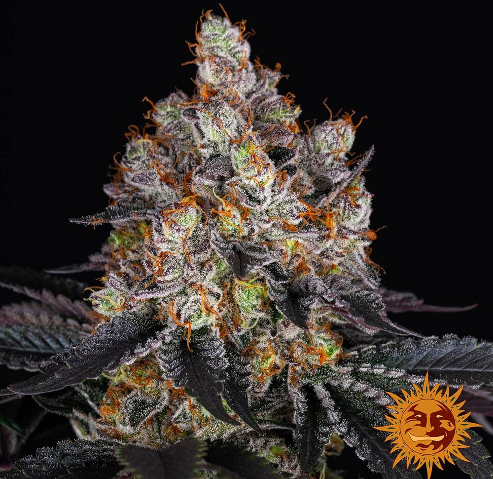 Gelato — изображение 2