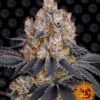 Gelato Barneys Farm Seeds
