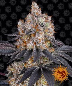Gelato Barneys Farm Seeds