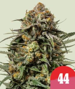 Gelato 44 Tyson x Royal Queen Seeds